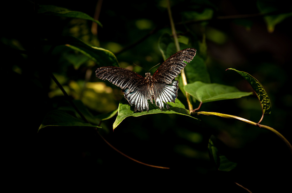 Butterfly Garden -16