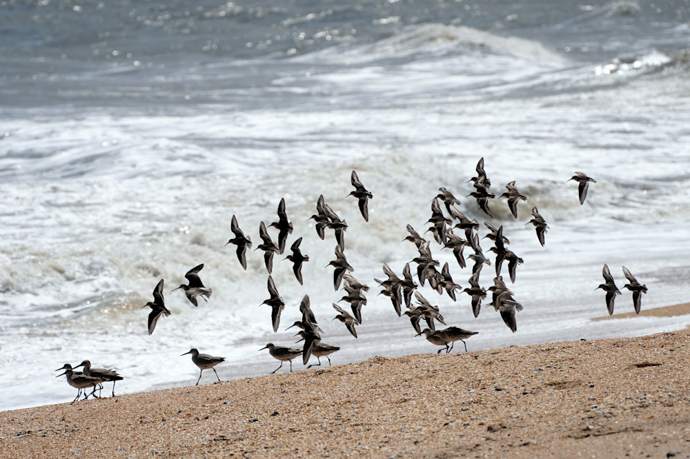 Shorebirds Photography Art | Playful Gallery by Rob Harrison