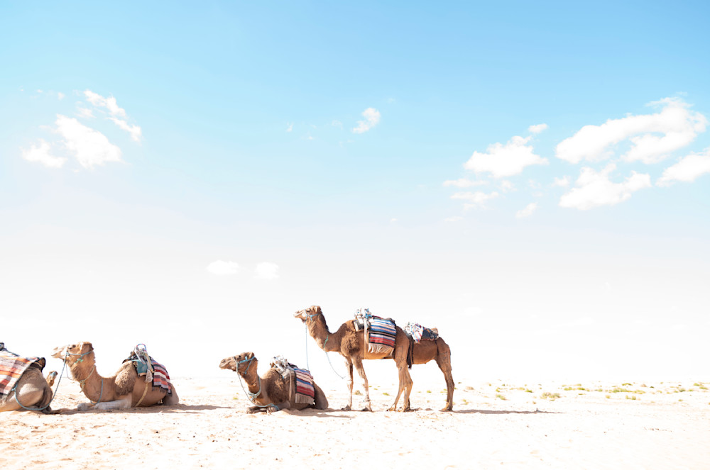 Tunisia Camels | Jon Ball Photography