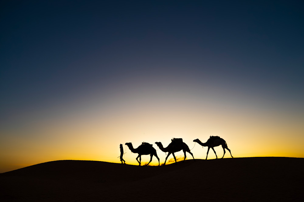 Tunisia Camels in Silhouette | Jon Ball Photography