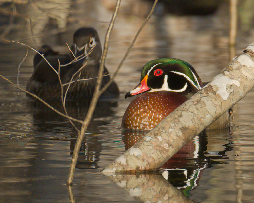 Wood Duck(S) Photography Art | Monteux Gallery
