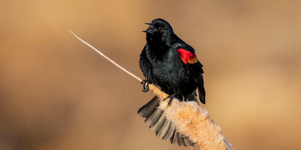 "Sunlit Melody: Male Red Winged Blackbird's Serenade From A Cattail Perch" Photography Art | D. Robert Franz Photography