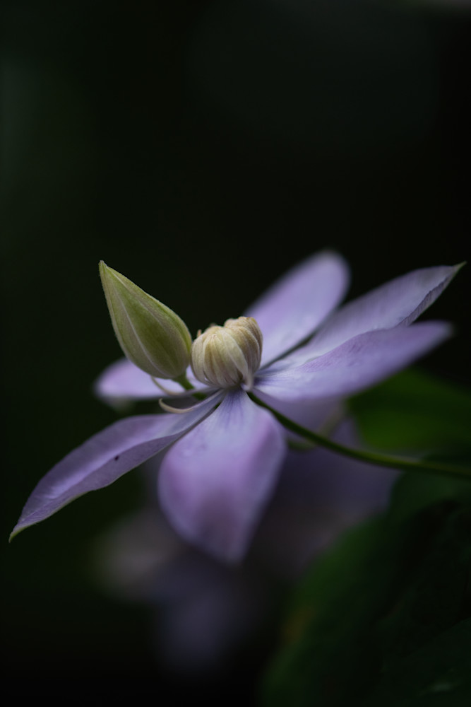 Bring the beauty of nature into your home with this Stunning Fine Art Photograph of a Purple Clematis.  Prints are available on metal, canvas and more.
