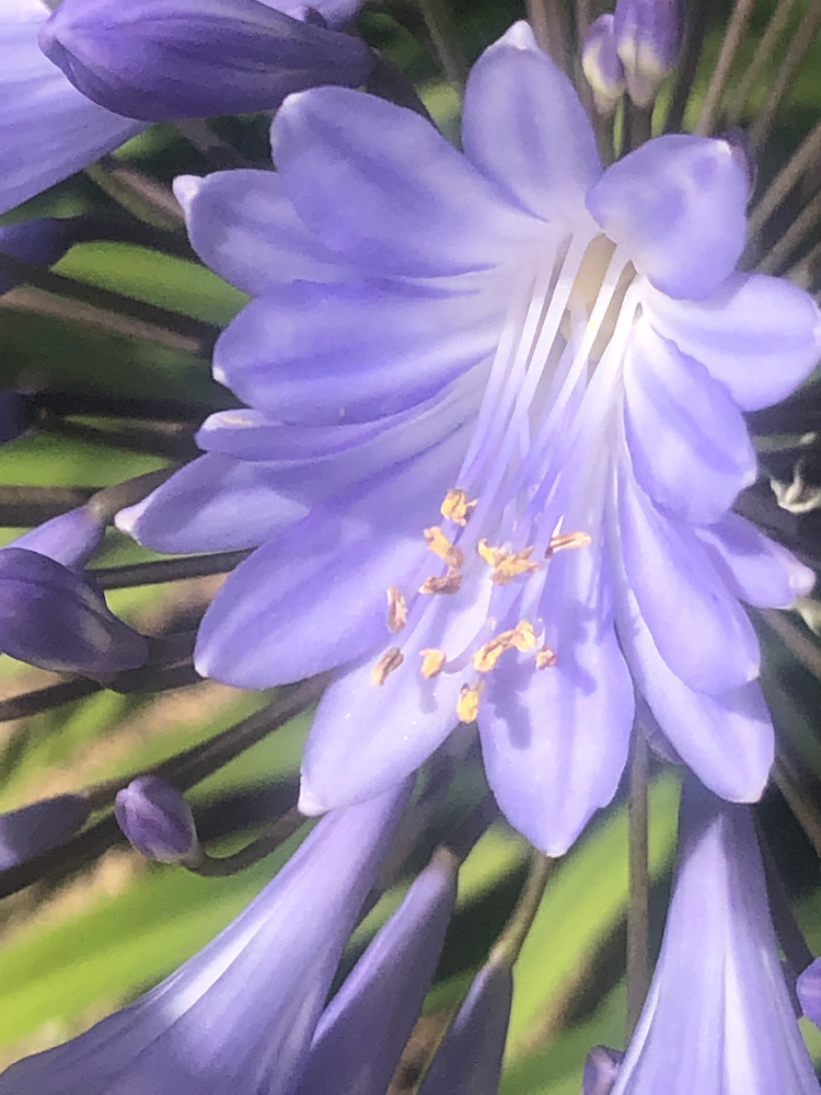 Springtime's Purple Flower  Photography Art | Audrey Nilsen Studios