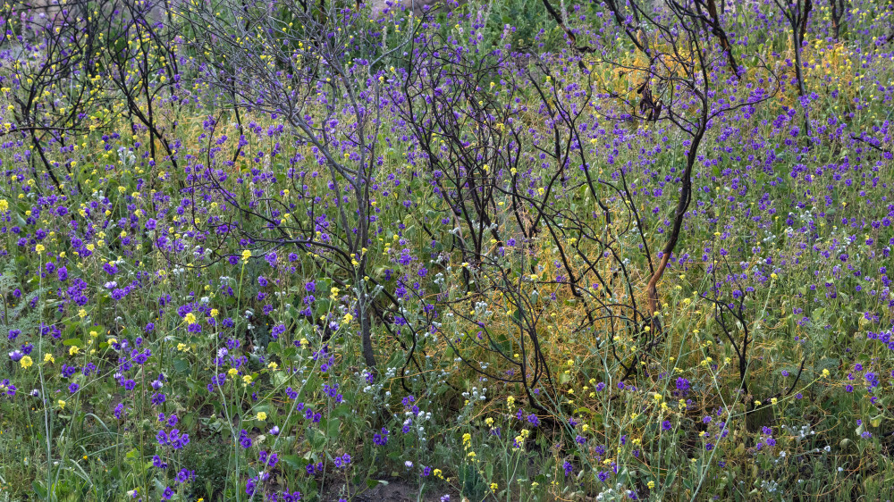 Spring Smorgasbord Art | Leiken Photography