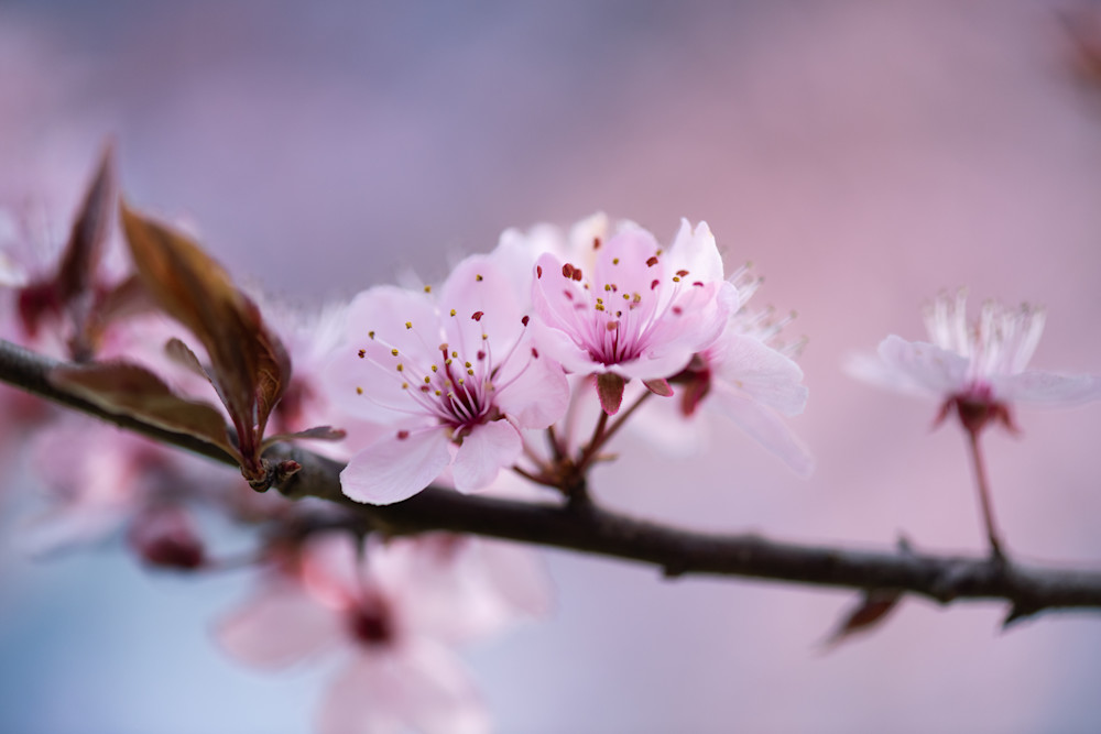 Bring new life into your home with Our Stunning Cherry Blossom Fine Art Print by Sally Halvorsen.  Fine Art Prints are available on metal, canvas, and more.
