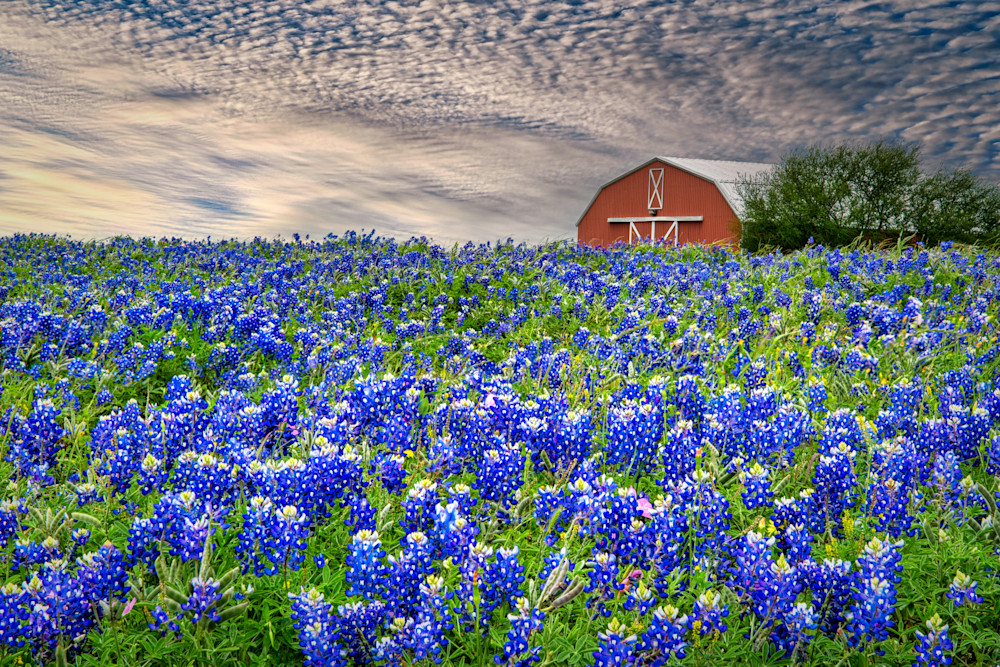 Hello Texas Photography Art | membymaryanne.com