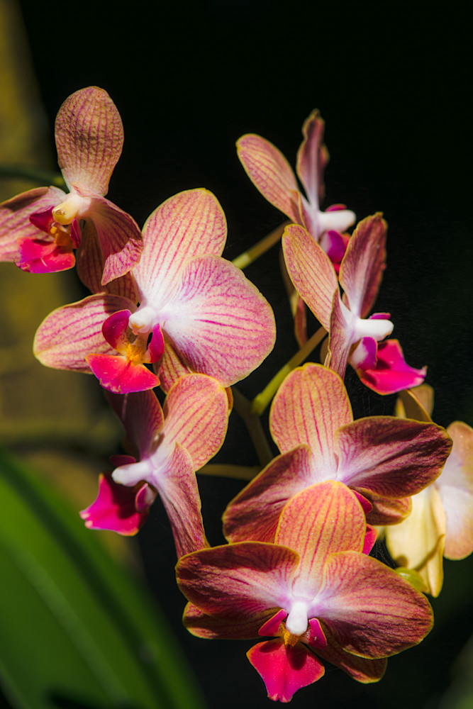 Orchids Galore Art | Ken Wagner Images L.L.C.