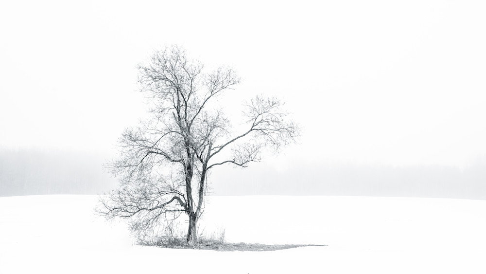 Winter Tree Photography Art | Joel Witte Photography