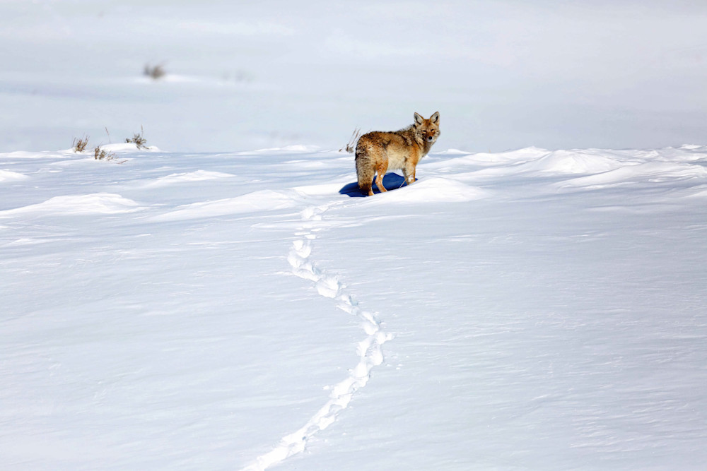 Coyote Tracks Winter Yellowstone 7864 Photography Art | Christina Rudman Photography