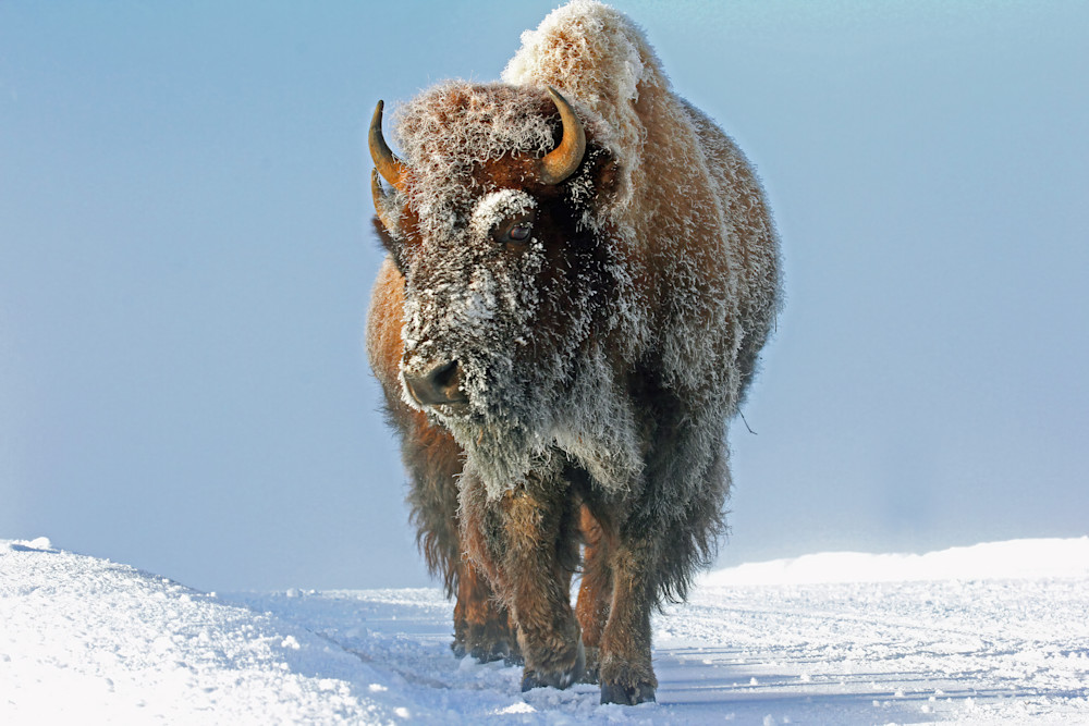 Frosty Bison Winter Yellowstone 9896 Photography Art | Christina Rudman Photography
