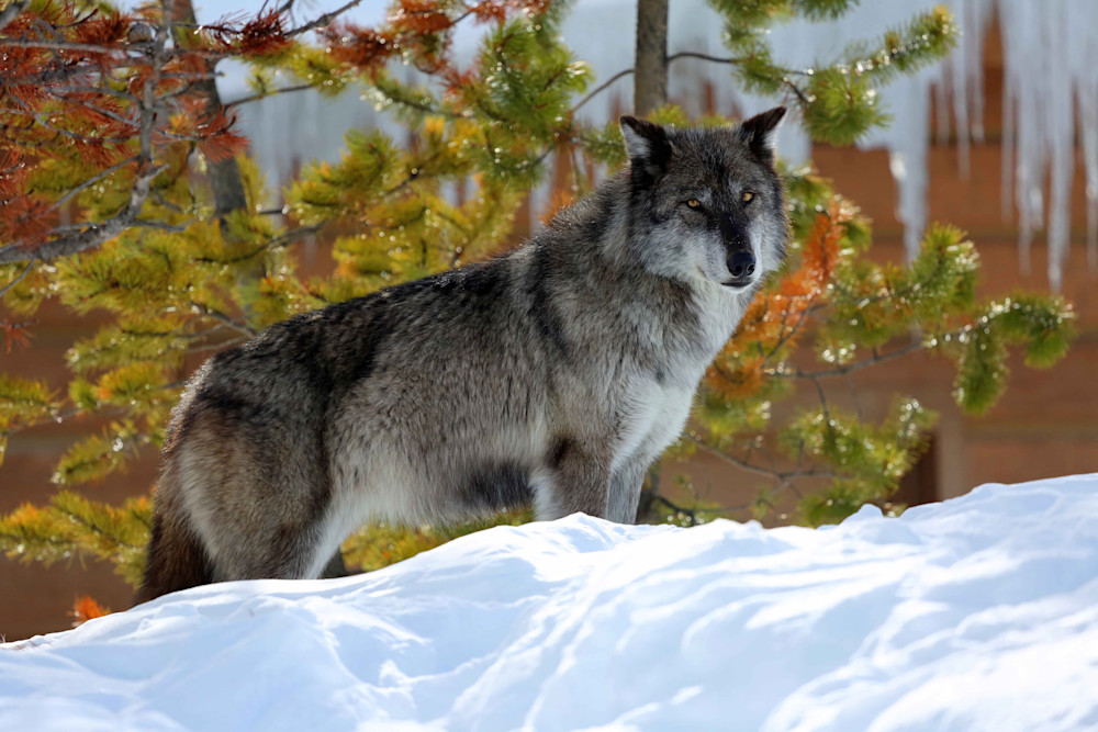 Grey Wolf Black Stare Winter Yellowstone 6897 Photography Art | Christina Rudman Photography