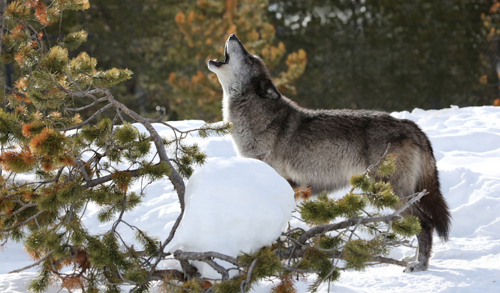 Grey Wolf Howling 6877 Photography Art | Christina Rudman Photography
