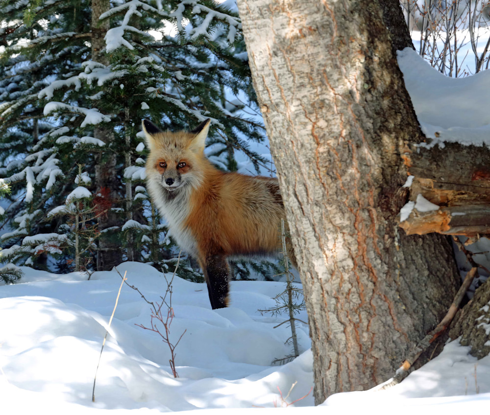 Red Fox Near Tree Yellowstone 7636 Photography Art | Christina Rudman Photography