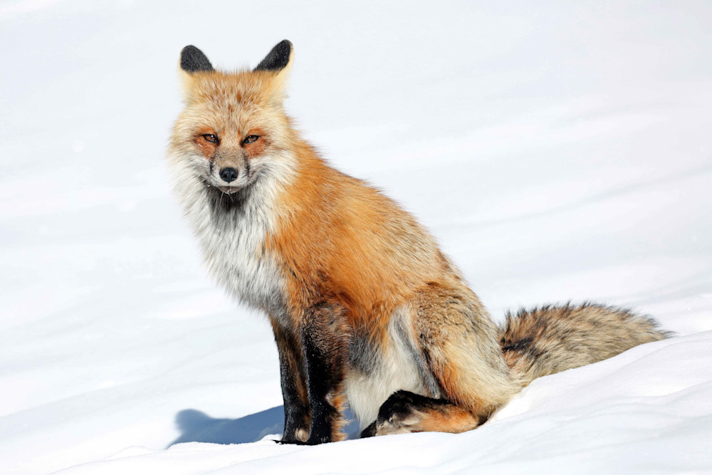 Red Fox Stare Yellowstone Winter 7610 Photography Art | Christina Rudman Photography