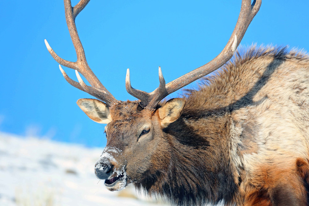 Smiling Elk Yellowstone 7846 Photography Art | Christina Rudman Photography