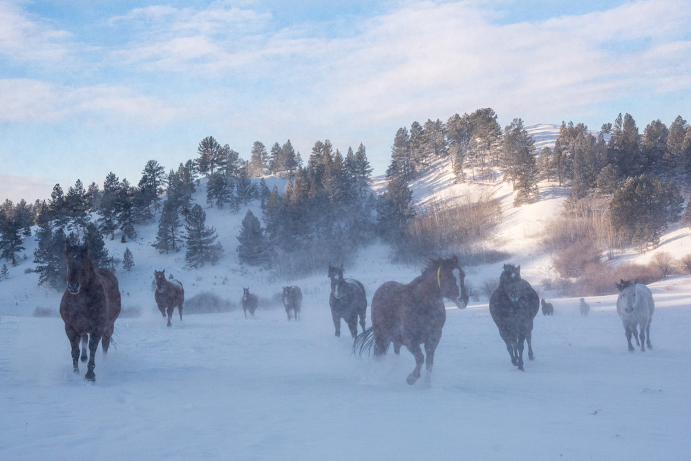 Blue Brood Mares