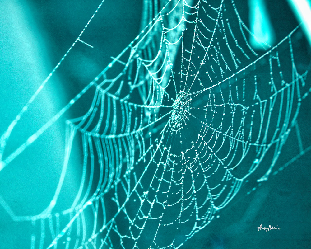 Spider Web Photography Art | Audrey Nilsen Studios