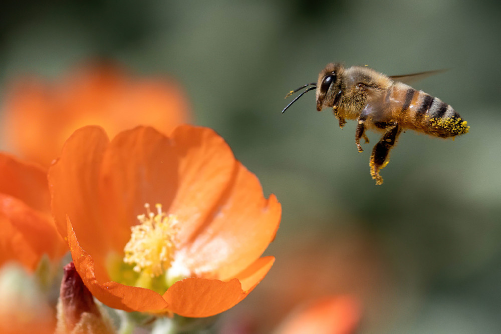 Globe Mallow Treat Photography Art | davehatton