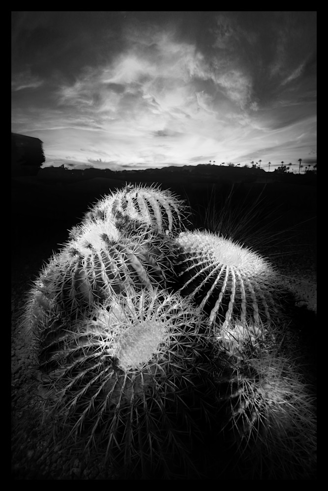 Fine art photography of a cactus at sunset near Casa Grande, AZ 
