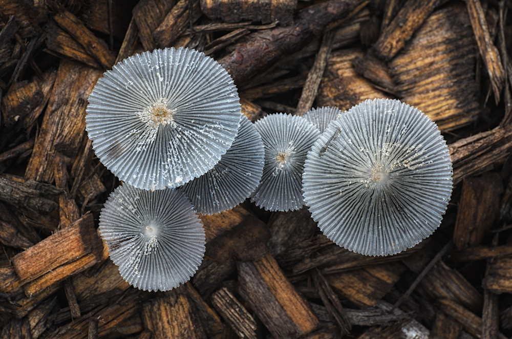 Grey Inkap Mushrooms Photography Art | Ron Longwell Photography