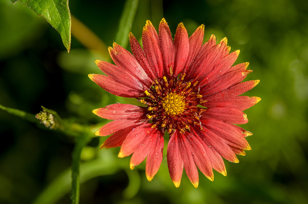 Indian Blanket Photography Art | Ron Longwell Photography
