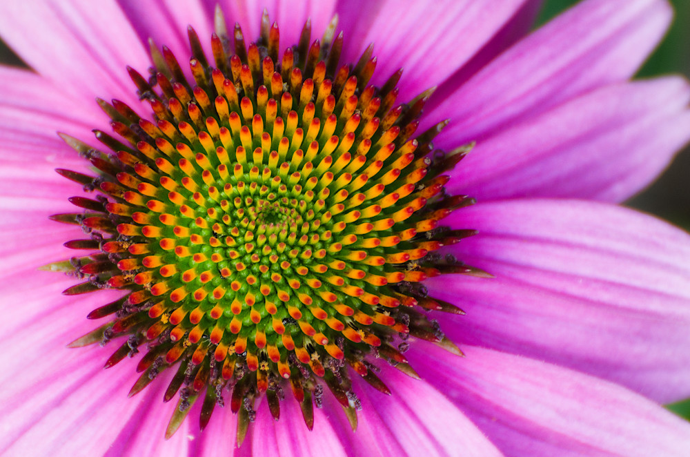 Coneflower Explosion Photography Art | Ron Longwell Photography