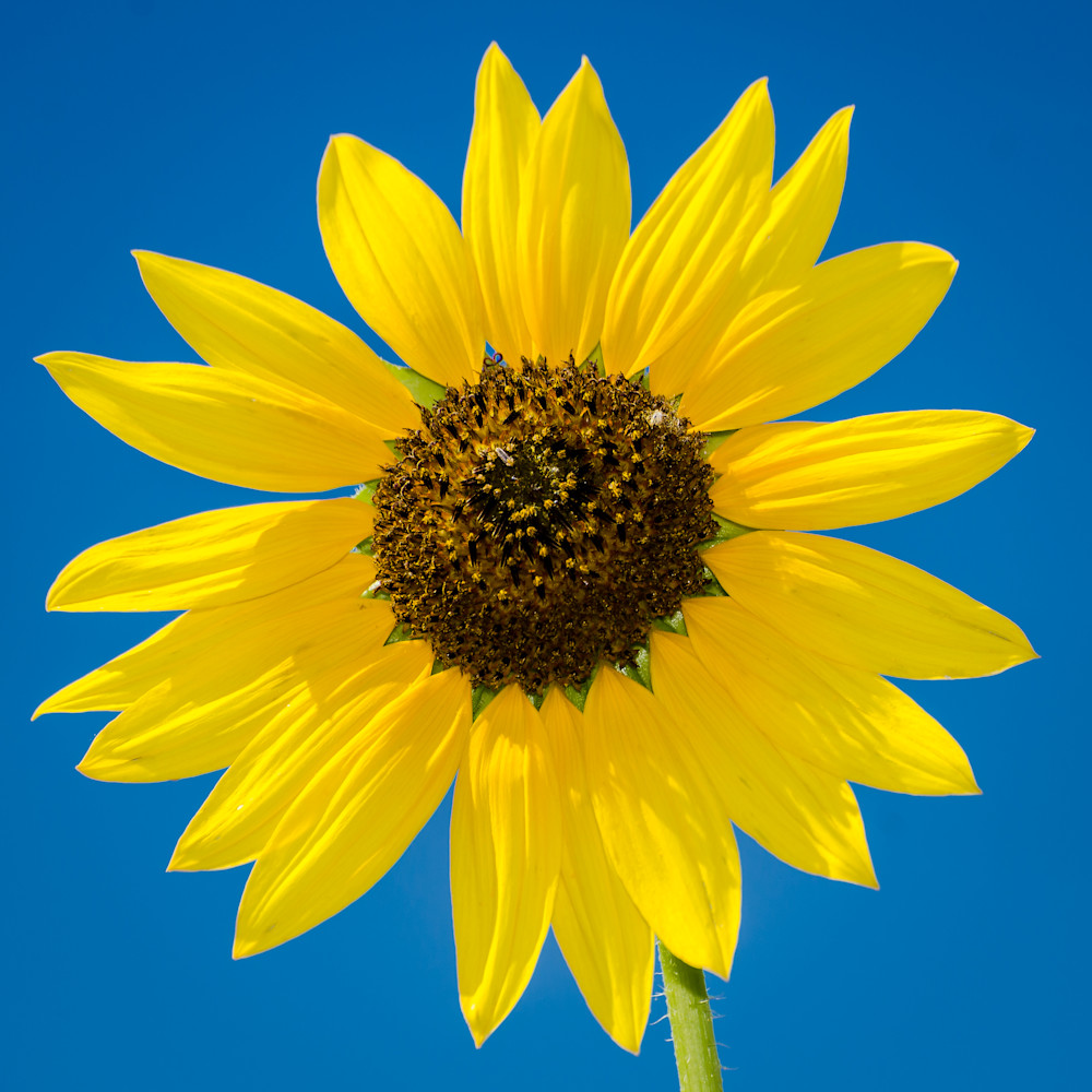Sunflower Photography Art | Ron Longwell Photography