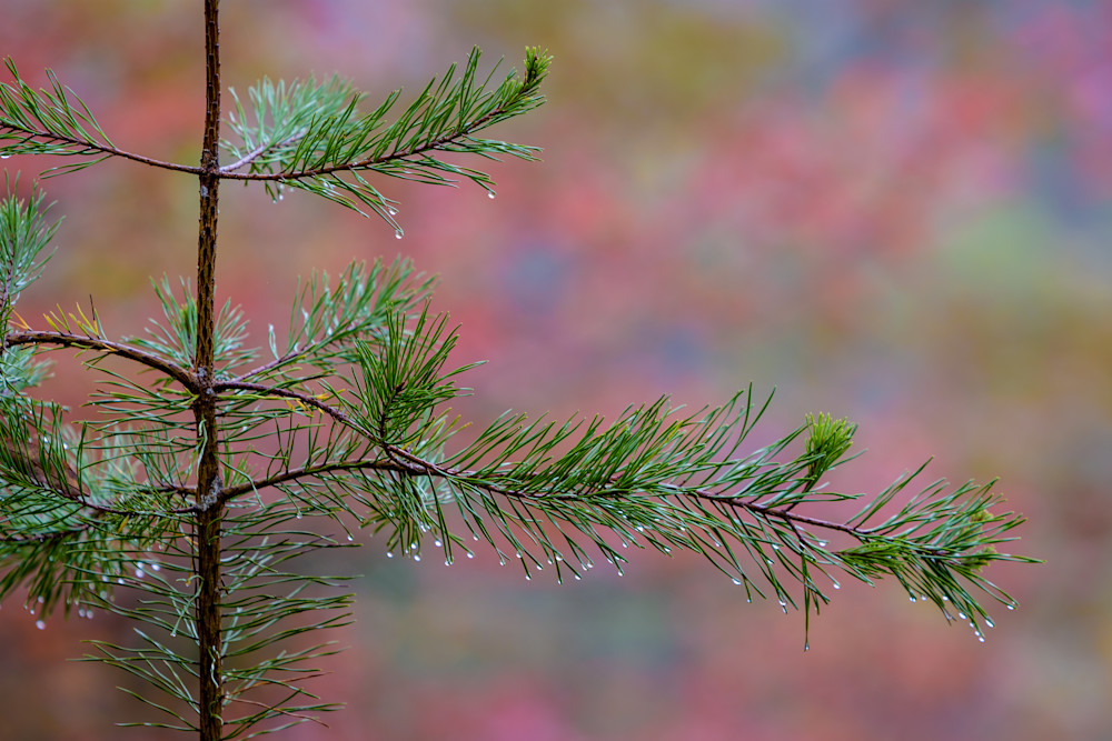 Dewdrops On The Pine Photography Art | Ron Longwell Photography