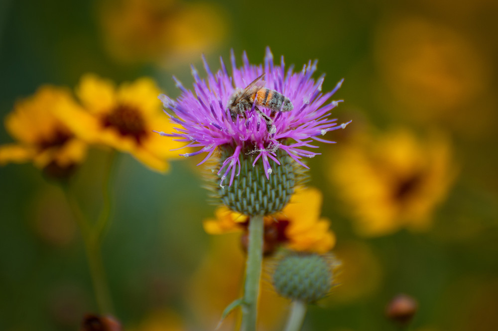 Honeybee On Texas Thistle Photography Art | Ron Longwell Photography