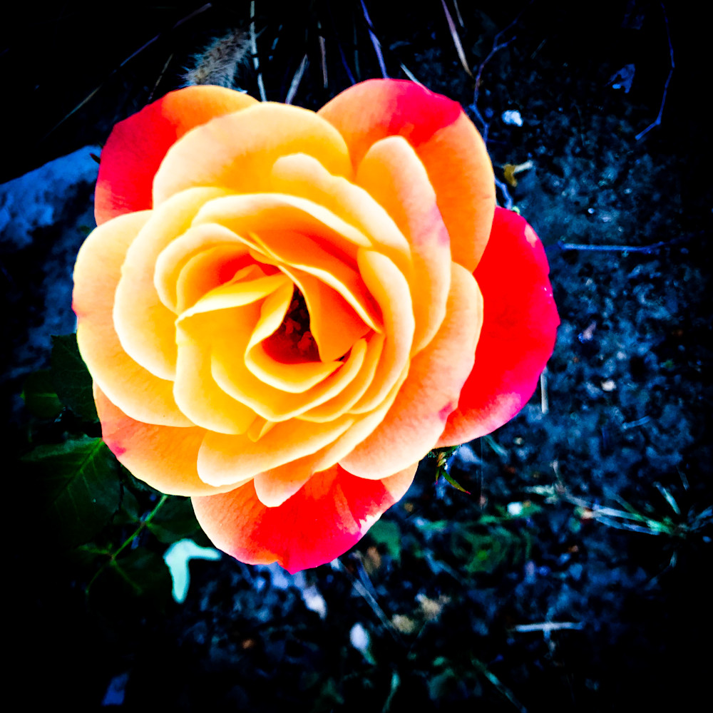 Neon Rose Art | Alena Dawn Art & Design