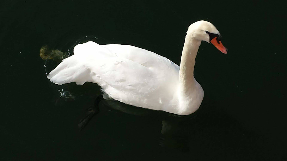 White Swan Art | Steven Nesheim