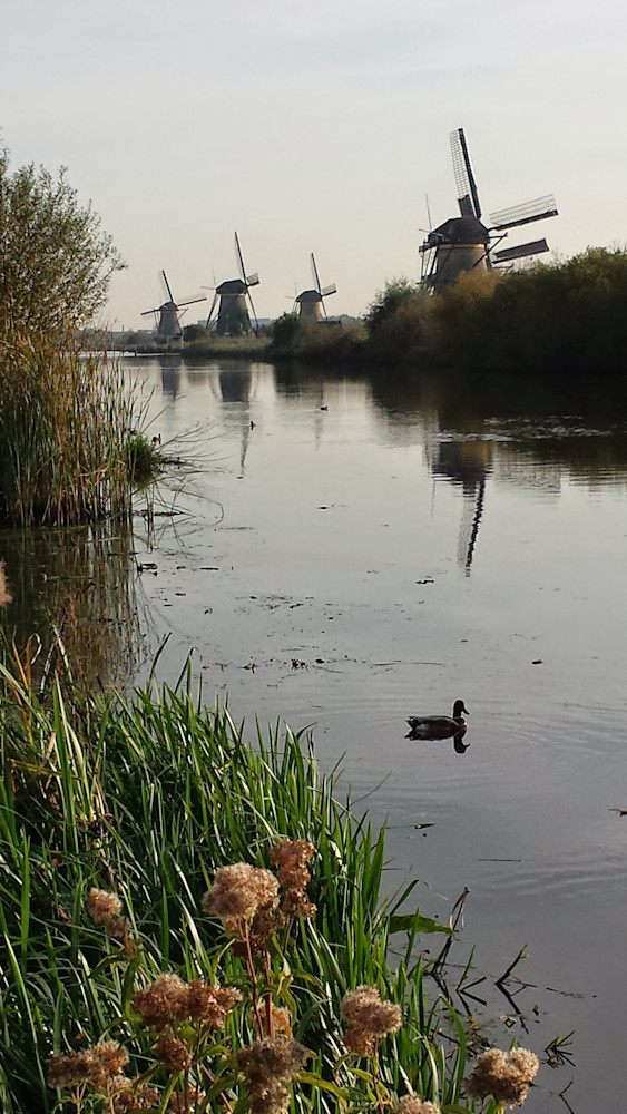 Windmill Duck Art | Steven Nesheim
