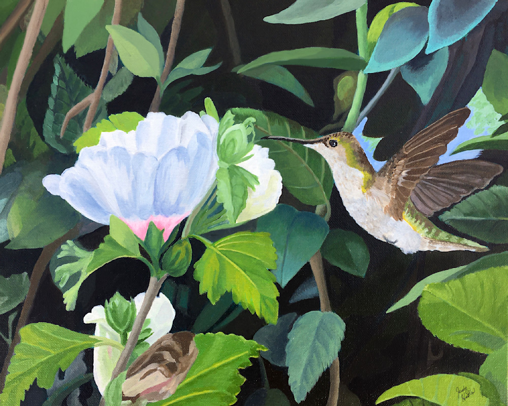 Hummingbird With A Rose Of Sharon Art | Judy's Art Co.