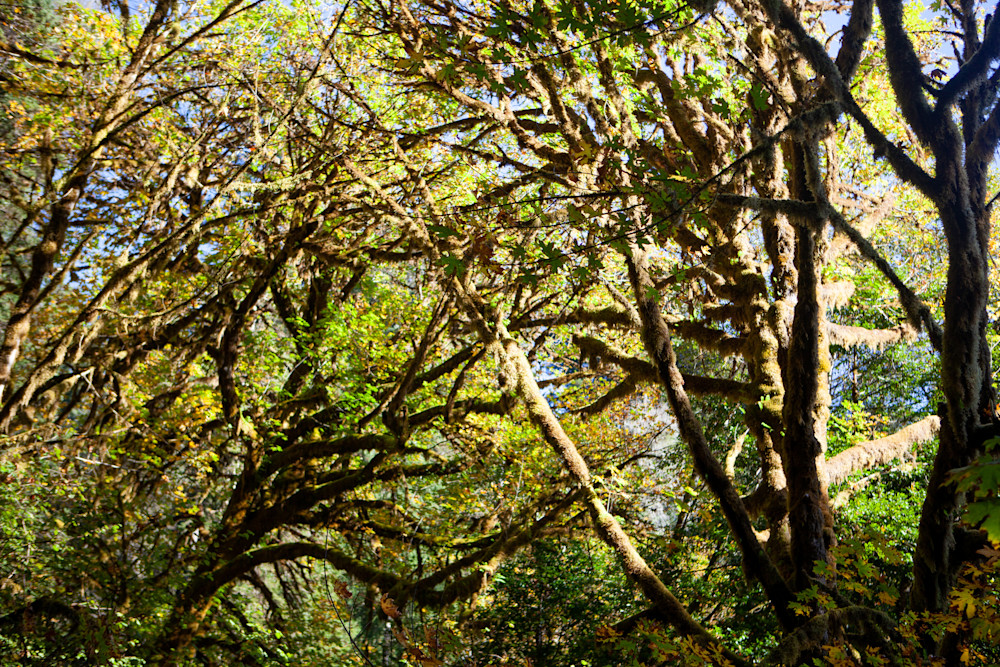 20191021 Ca.Redwood.National.Park.017 Photography Art | Philipson Foundation