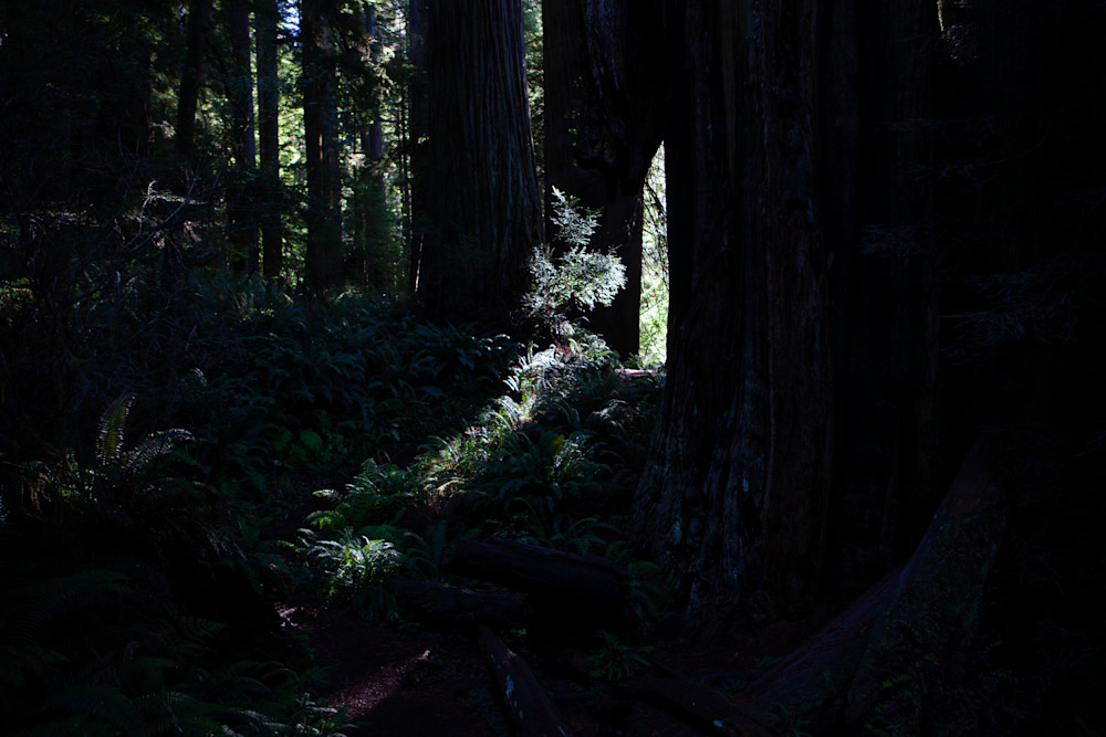 20191021 Ca.Redwood.National.Park.022 Art | Philipson Foundation
