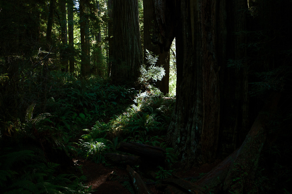 20191021 Ca.Redwood.National.Park.022 A Art | Philipson Foundation