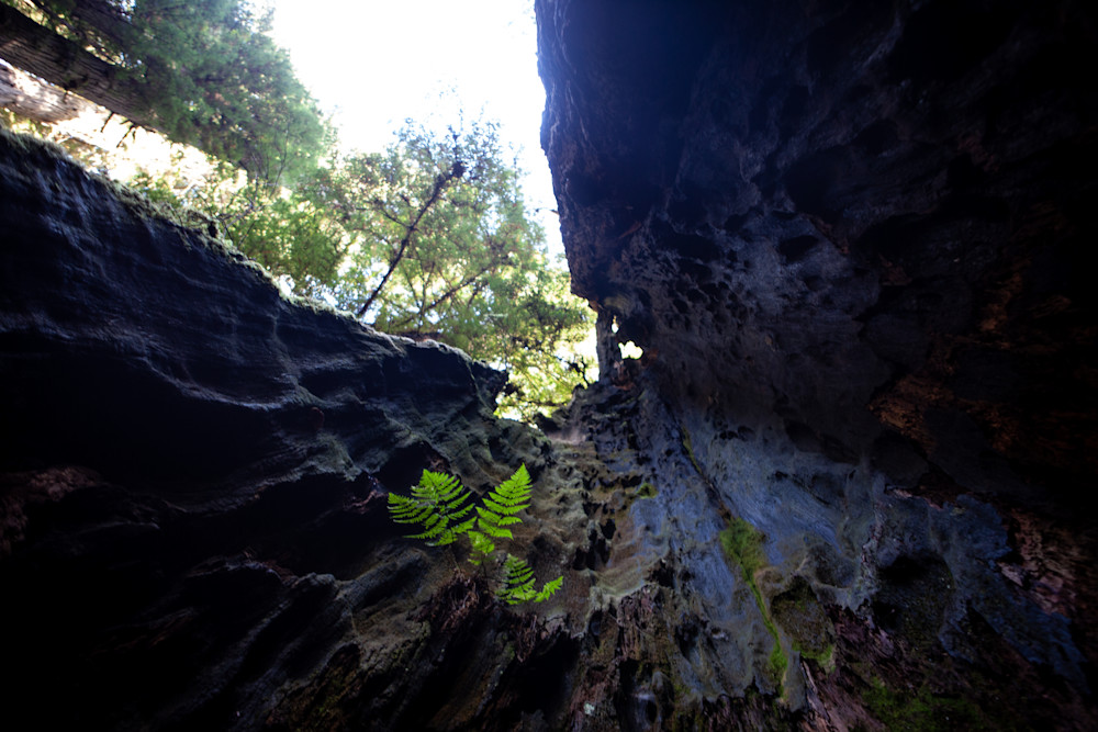 20191023 Ca.Redwood.National.Park.028 Art | Philipson Foundation
