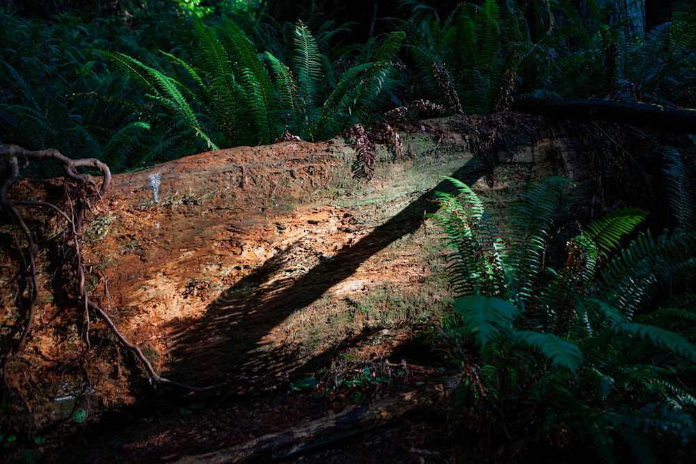 20191021 Ca.Redwood.National.Park.020 Photography Art | Philipson Foundation