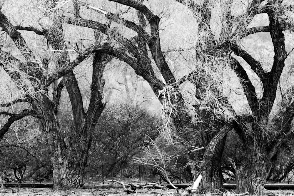 Tangled Cottonwoods Photography Art | Spry Gallery