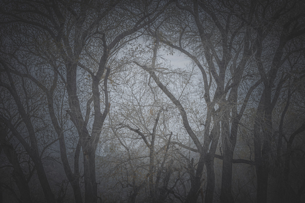 Cottonwood Light Photography Art | Spry Gallery