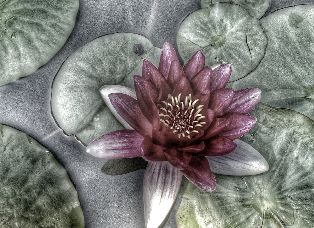 Water Lily Photography Art | ZaZaCreative Photography