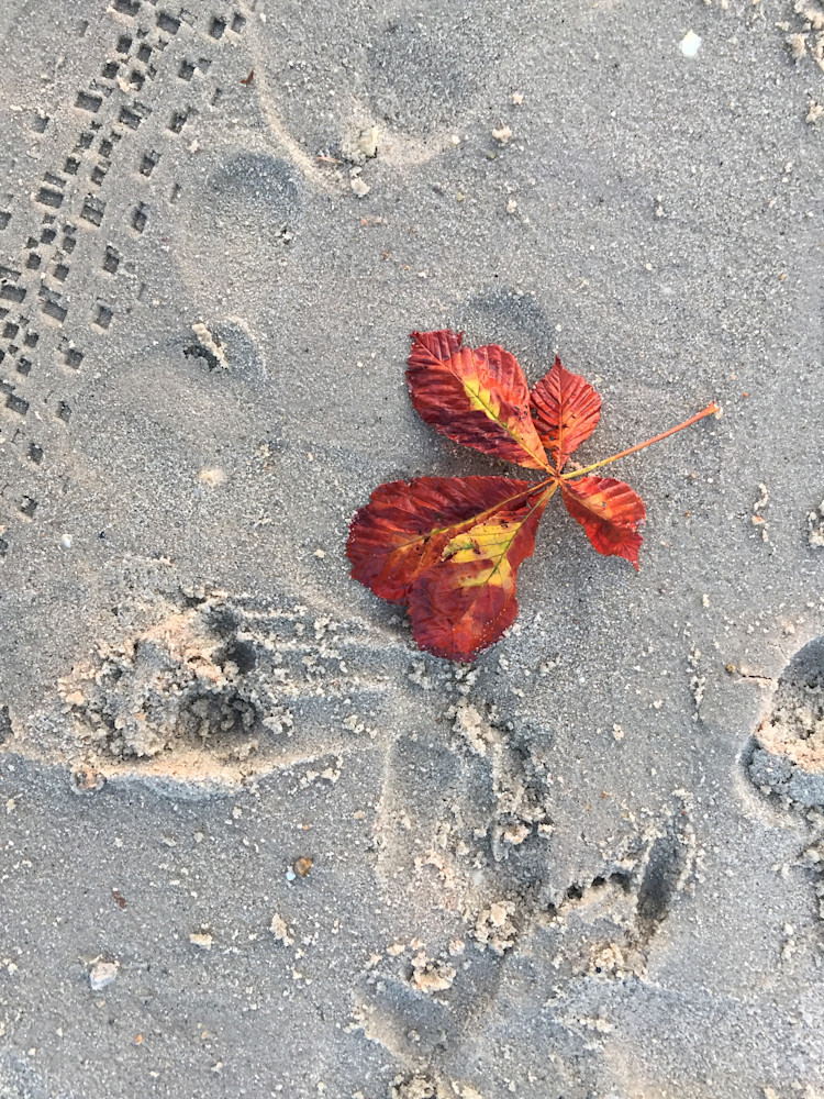 Fall Leaf On Sand In Onset Photography Art | ZaZaCreative Photography