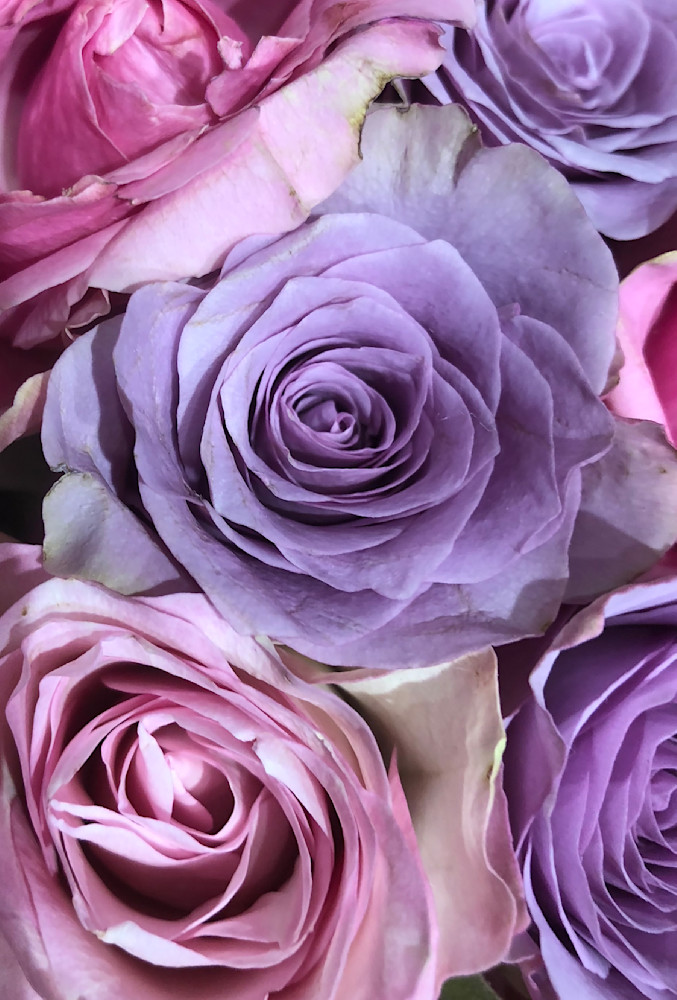 Roses In Violet And Pink Photography Art | ZaZaCreative Photography