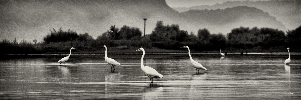 A Scattering of Egrets no. 2