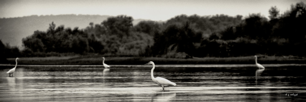 A Scattering of Egrets no. 1