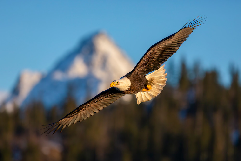 "Alaska's Aerial Monarch" Photography Art | D. Robert Franz Photography