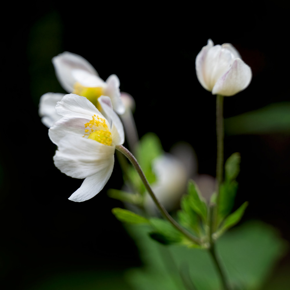 White Flower Photography Art | Playful Gallery by Rob Harrison