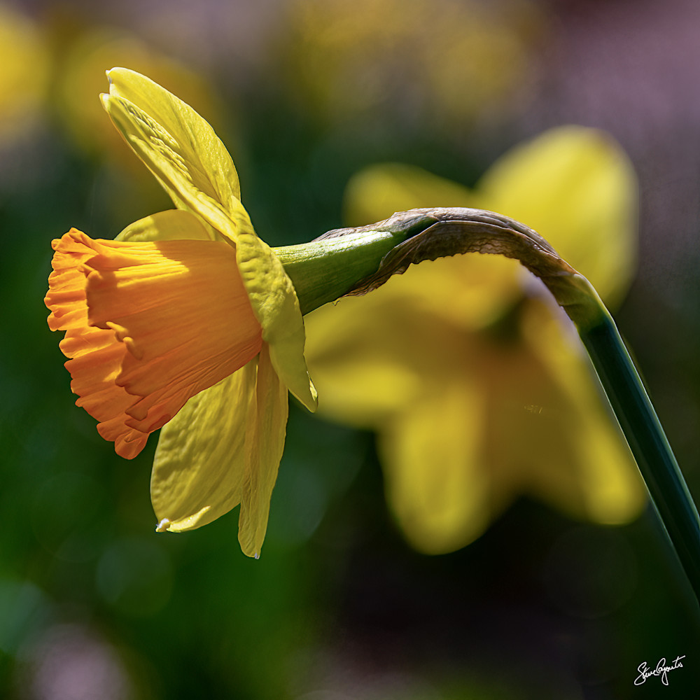 Daffodil Blossom
