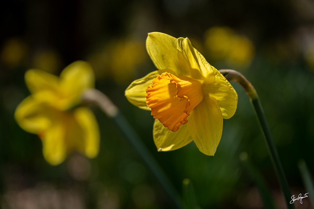 Sun-drenched Daffodils